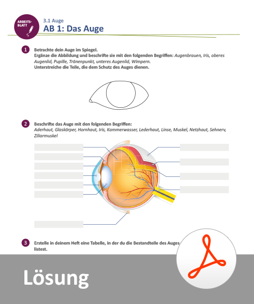 11+ Aufbau Des Auges Arbeitsblatt Lösung